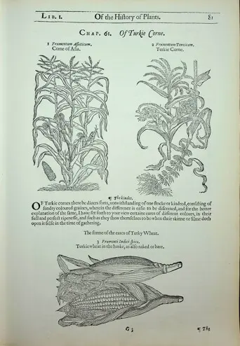 Chap. 61. of Turkie Corne