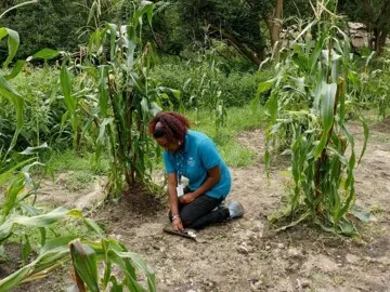 Museum educator kneels by a planting mound in a green corn field at the Historic Patuxet Homesite.