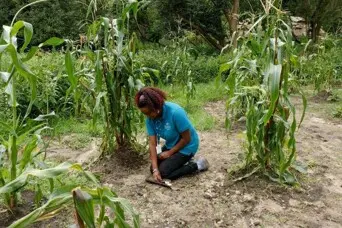 Museum educator kneels by a planting mound in a green corn field at the Historic Patuxet Homesite.