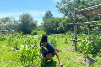 Museum Educator weeds garden on Historic Patuxet Homesite.