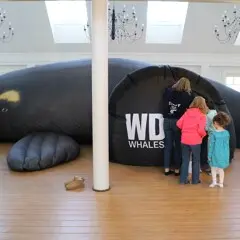 Whale gains february vacation