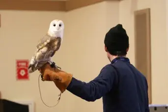 Owel maxwell theater february vacation