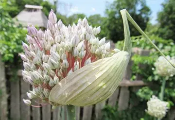Blooming plant english village