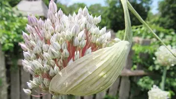 Blooming plant english village