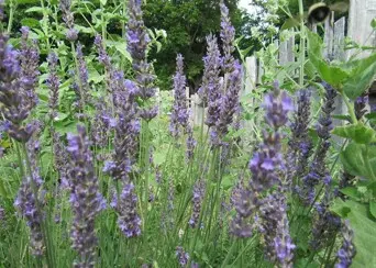 Betony stachys officinalis flying bee english village
