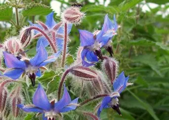 Borage borago officinalis english village