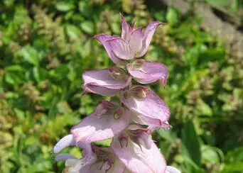 Salvia sclarea english village