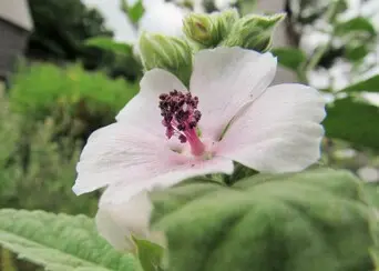 Marshmallow althaea officinalis english village