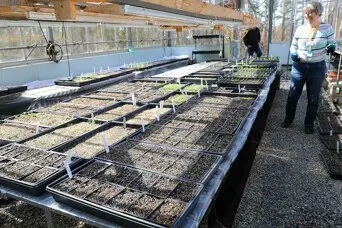 Plant starters table greenhouse