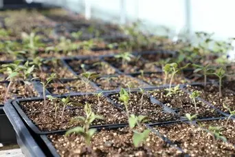 Plant starters greenhouse