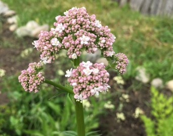 Valerian flower plymouth garden