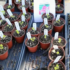Plant sale hollyhocks