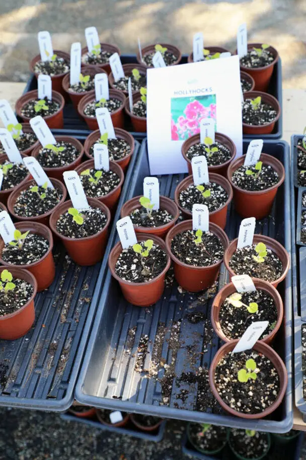 Plant sale hollyhocks