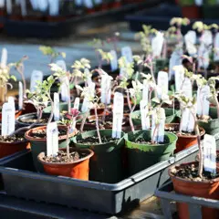 Plant sale table