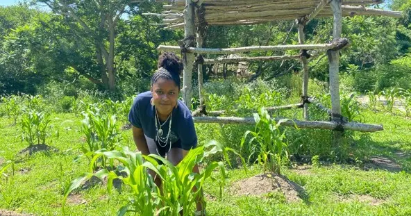 Companion planting plimoth patuxet