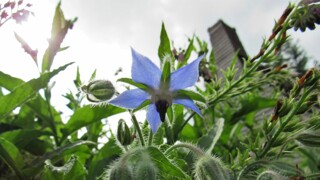 Borage garden tour