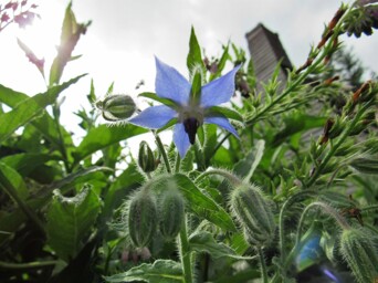 Borage garden tour