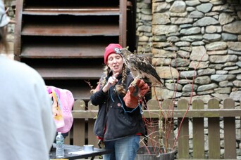 Hawk wildlife demonstration