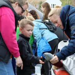 Herring run festival dolphin learning