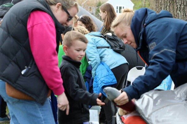 Herring run festival dolphin learning