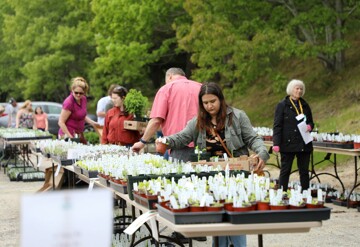 Woman looking at plants at Plimoth Patuxet Museums’ Annual Spring Heirloom Plant Sale. Tables are arranged in the Museum parking lot to display the plants. Other guests and a Museum Volunteer are walking around the plant sale in the background