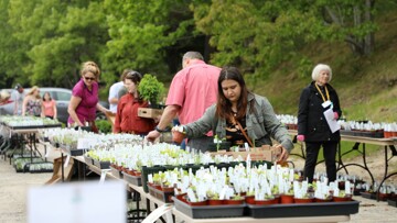 Woman looking at plants at Plimoth Patuxet Museums’ Annual Spring Heirloom Plant Sale. Tables are arranged in the Museum parking lot to display the plants. Other guests and a Museum Volunteer are walking around the plant sale in the background