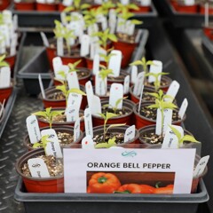 Orange bell peppers for sale at plant sale