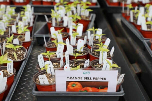 Orange bell peppers for sale at plant sale