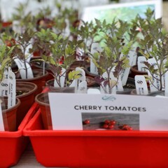 Cherry tomatoes in a red bin