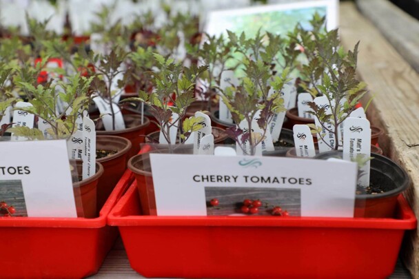 Cherry tomatoes in a red bin