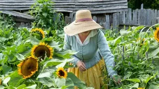 Pilgrim in garden with sunflower