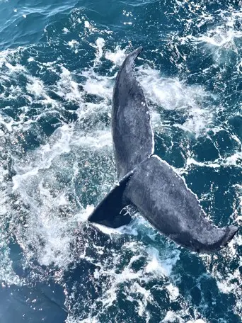 Captain Johns Whale Signing Image by MCS