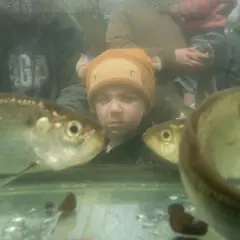 Child herring