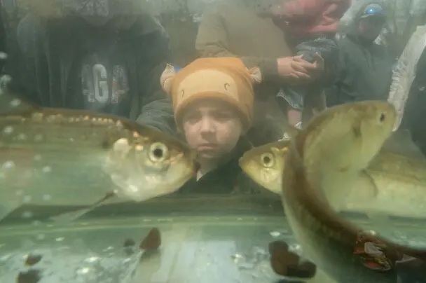 Child herring