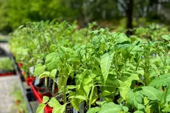 Seedlings