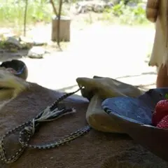 Red strawberries placed in a wooden bowl on top of a fur lined log on the Historic Patuxet Homesite