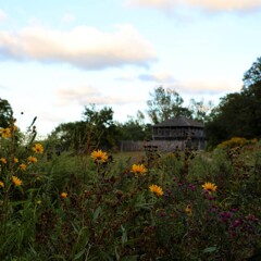 The Fort/Meeting House beyon a lush green garden with yellow flowers.