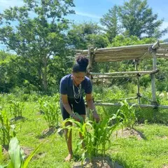 Museum educator checks growing corn on the Historic Patuxet Homesite