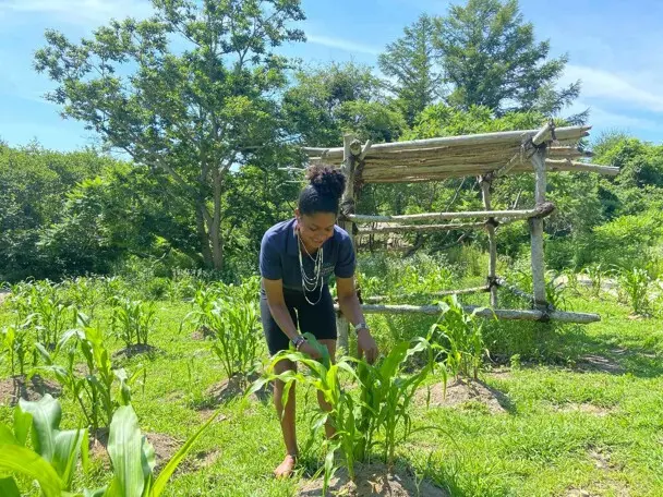 Museum educator checks growing corn on the Historic Patuxet Homesite