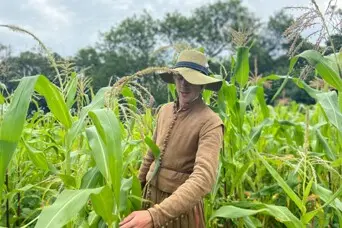 Pilgrim corn planting garden