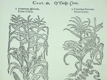 Two drawings of different types of corn demonstrating their differences. Text: Chap. 61. Of Turkie Corne. 1. Frumentum Afiaticum. Corne of Afia. 2. Frumentum Turcicsm. Turkie Corne.