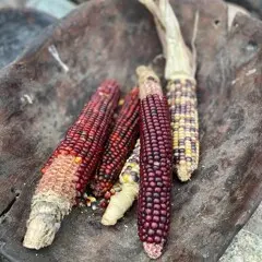 Multicolored corn in a wooden bowl