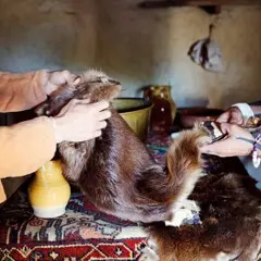 A Wampanoag man and a Pilgrim man each hold one end of a fur pelt. They stand on opposites sides of a table strewn with additional trade items.