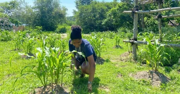 Museum Edcuator grows corn on the Historic Patuxet Homesite