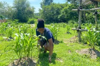 Museum Edcuator grows corn on the Historic Patuxet Homesite
