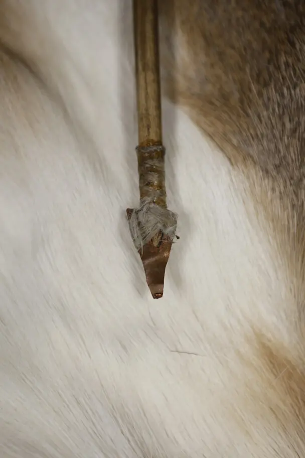 arrowpoint laid on fur